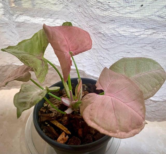 A Syngonium Arrowhead Neon Pink - View 31 from www redcrocus com