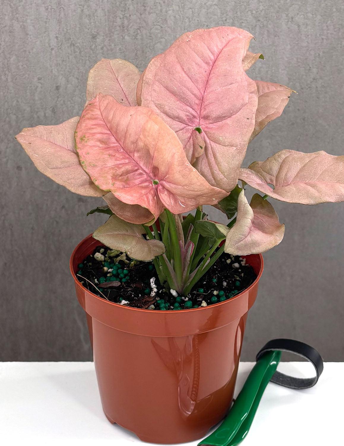 A Syngonium Arrowhead Neon Pink - View 3 from www redcrocus com