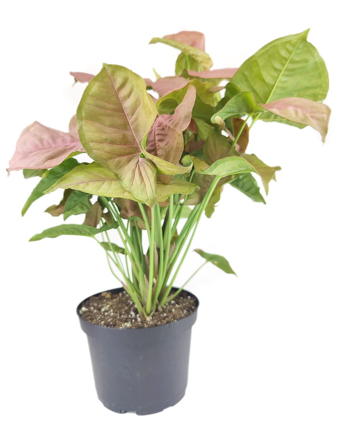 A Syngonium Arrowhead Neon Pink - View 5 from www redcrocus com