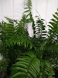 RedCrocus Fern-Macho, Indoor & Outdoor Nephrolepis exaltata, Decorative Houseplant, Shade-Loving, Non-Toxic, Rapid Growth, 2-3 ft, Well-Draining Soil  10" Pot