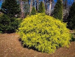 RedCrocus Gold Mop False Cypress Live Plant - Chamaecyparis pisifera 'Gold Mop' Threadleaf Evergreen Shrub, Golden Foliage, Low Maintenance Landscape  1 Gallon Nursery Pot