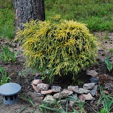 RedCrocus Gold Mop False Cypress Live Plant - Chamaecyparis pisifera 'Gold Mop' Threadleaf Evergreen Shrub, Golden Foliage, Low Maintenance Landscape  1 Gallon Nursery Pot