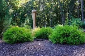 RedCrocus Gold Mop False Cypress Live Plant - Chamaecyparis pisifera 'Gold Mop' Threadleaf Evergreen Shrub, Golden Foliage, Low Maintenance Landscape  1 Gallon Nursery Pot