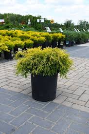 RedCrocus Gold Mop False Cypress Live Plant - Chamaecyparis pisifera 'Gold Mop' Threadleaf Evergreen Shrub, Golden Foliage, Low Maintenance Landscape  1 Gallon Nursery Pot