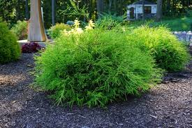 RedCrocus Gold Mop False Cypress Live Plant - Chamaecyparis pisifera 'Gold Mop' Threadleaf Evergreen Shrub, Golden Foliage, Low Maintenance Landscape  1 Gallon Nursery Pot