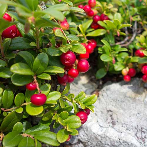 RedCrocus Stevens Red Cranberry Live Plant (Vaccinium), Cold-Hardy Edible Groundcover, Evergreen Vine for Sun, Container/Bog Friendly, Zones 2-7  4" Pot