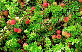 RedCrocus Stevens Red Cranberry Live Plant (Vaccinium), Cold-Hardy Edible Groundcover, Evergreen Vine for Sun, Container/Bog Friendly, Zones 2-7  4" Pot