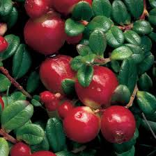 RedCrocus Stevens Red Cranberry Live Plant (Vaccinium), Cold-Hardy Edible Groundcover, Evergreen Vine for Sun, Container/Bog Friendly, Zones 2-7  4" Pot