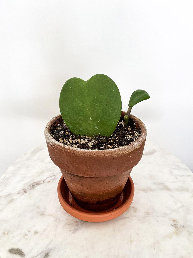 Hoya Heart Terracotta - View 15 from www redcrocus com