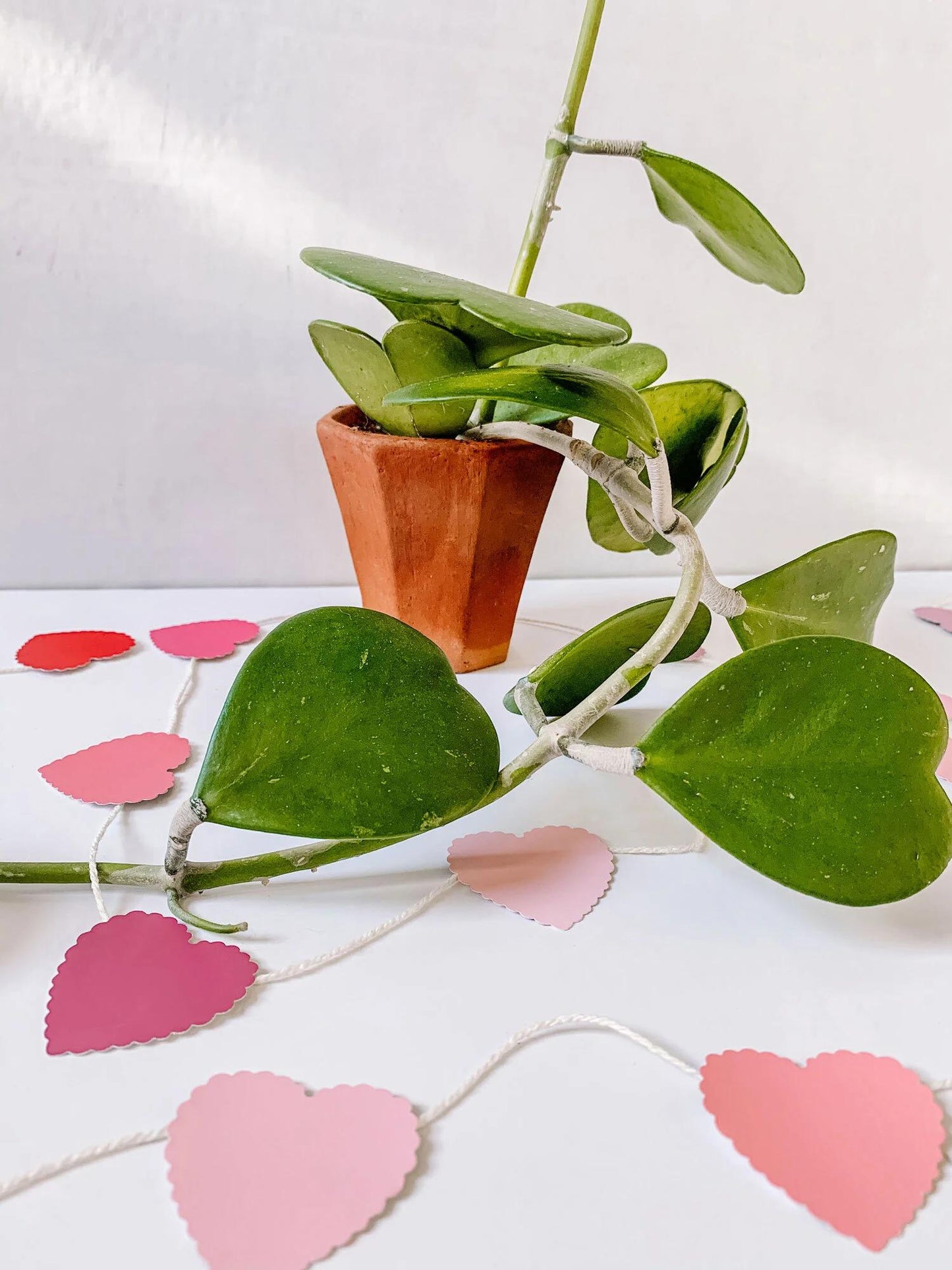 Hoya Heart Terracotta - View 16 from www redcrocus com