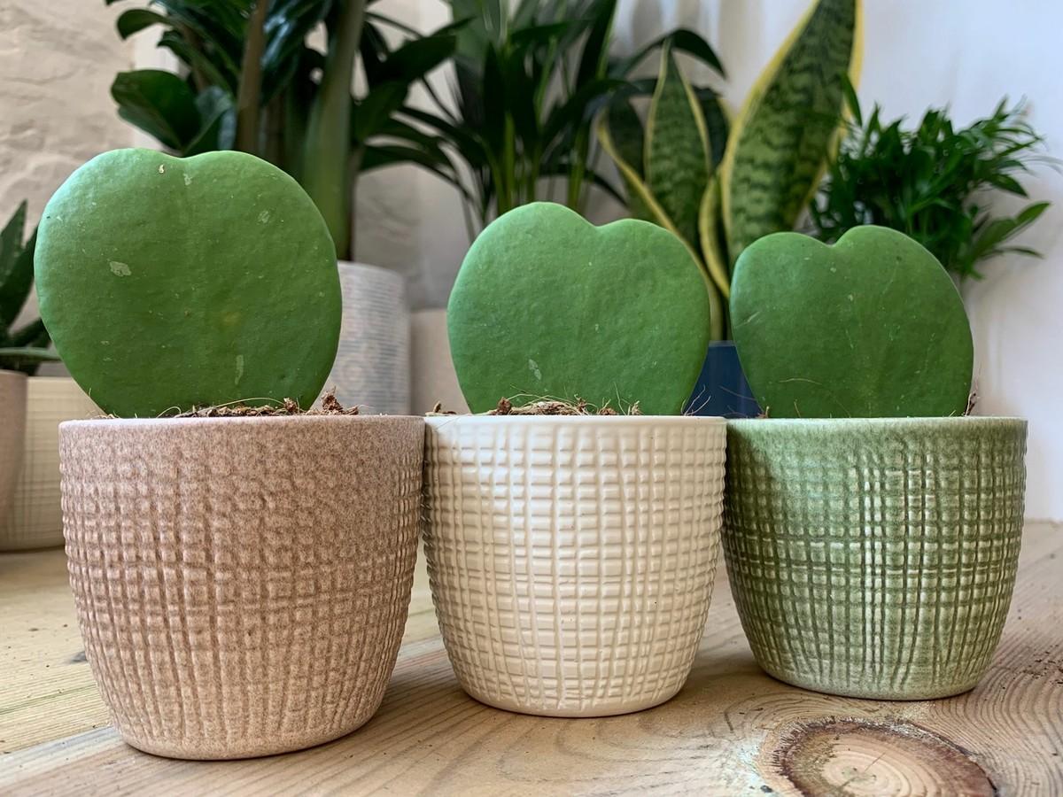 Hoya Heart Terracotta - View 17 from www redcrocus com