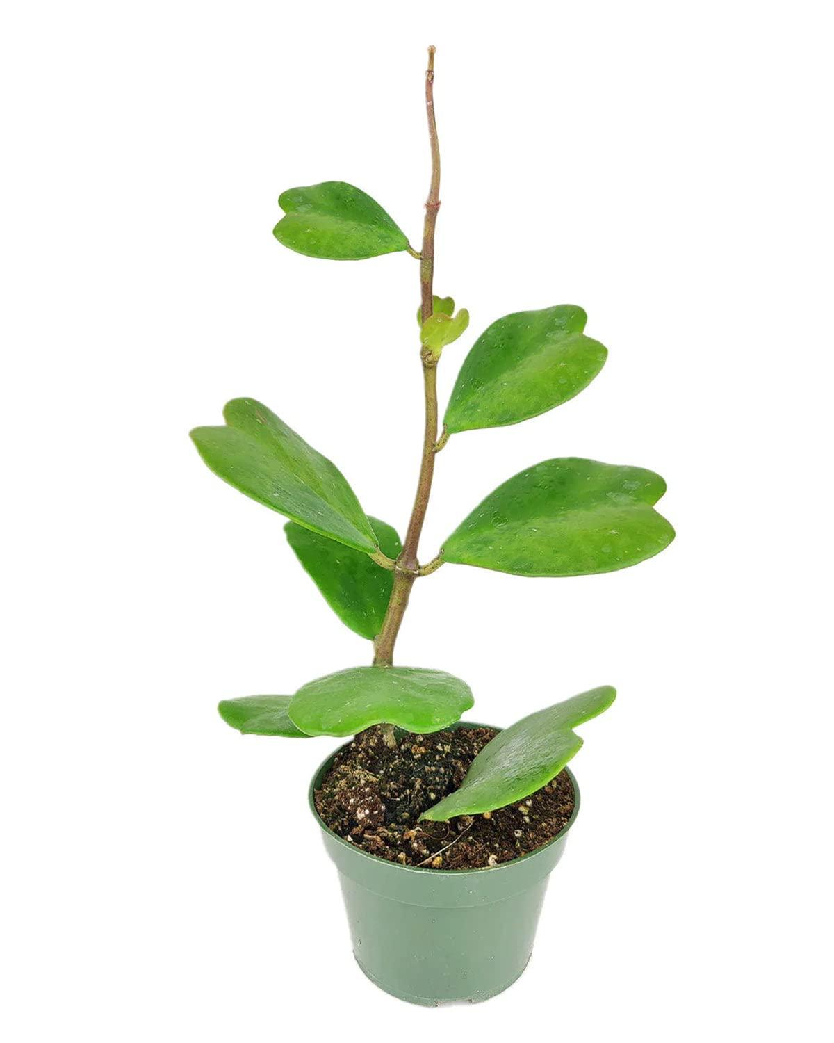 Hoya Heart Terracotta - View 21 from www redcrocus com