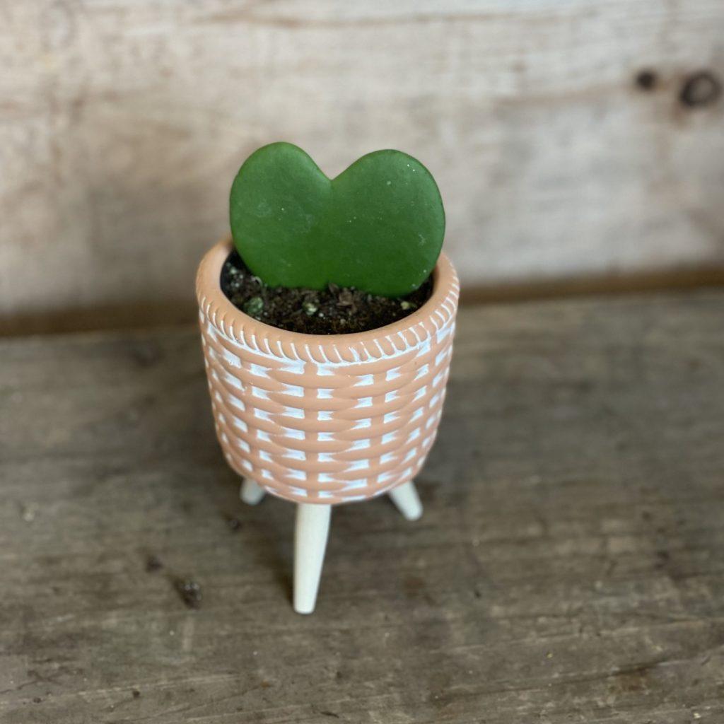 Hoya Heart Terracotta - View 22 from www redcrocus com