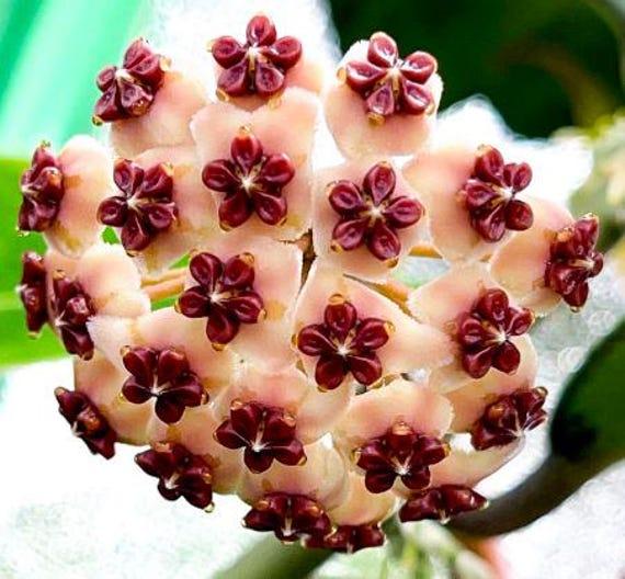 Hoya Heart Terracotta - View 23 from www redcrocus com