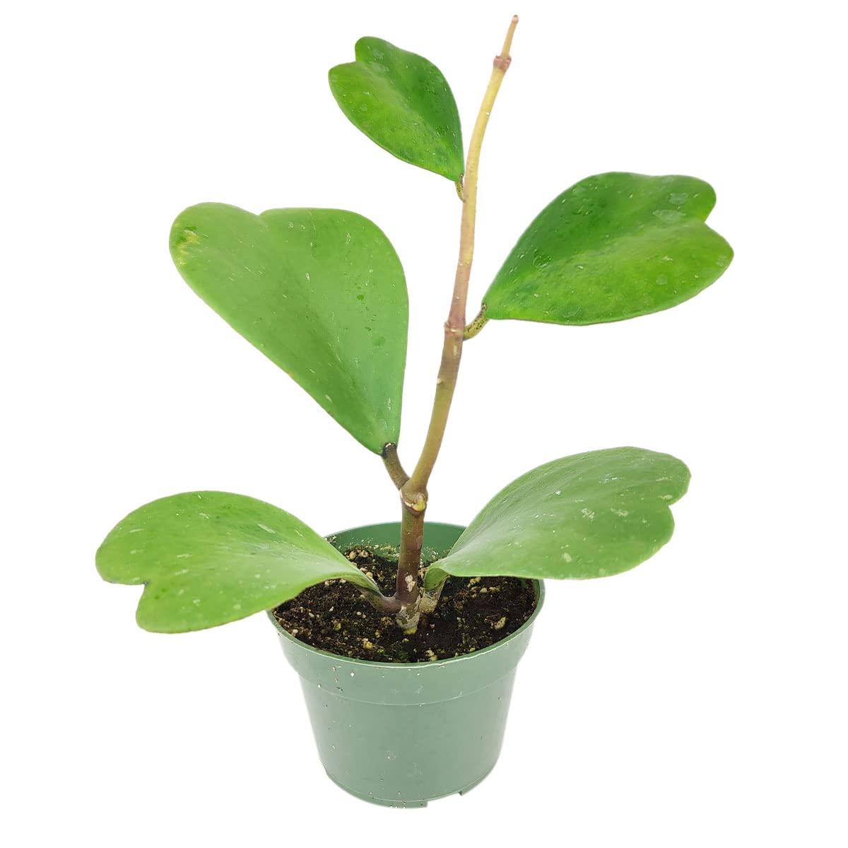 Hoya Heart Terracotta - View 2 from www redcrocus com