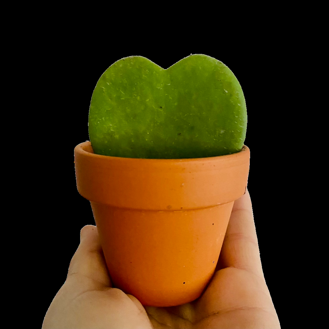 Hoya Heart Terracotta - View 3 from www redcrocus com