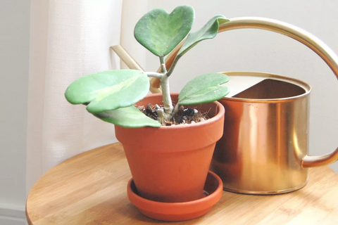 Hoya Heart Terracotta - View 4 from www redcrocus com