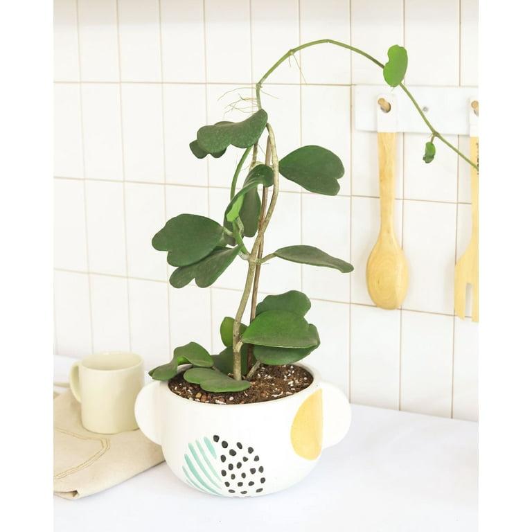 Hoya Heart Terracotta - View 6 from www redcrocus com