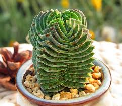 RedCrocus Crassula Pagoda Buddha's Temple Succulent Plant — Easy Care, Indoor & Outdoor, Pet-Friendly, Drought-Tolerant, Bright Sun, Well-Draining Soil  4" Terracotta Pot (Pack of 2)