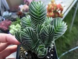 RedCrocus Crassula Pagoda Buddha's Temple Succulent Plant — Easy Care, Indoor & Outdoor, Pet-Friendly, Drought-Tolerant, Bright Sun, Well-Draining Soil  4" Terracotta Pot (Pack of 2)