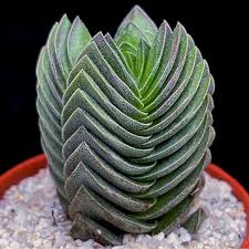 RedCrocus Crassula Pagoda Buddha's Temple Succulent Plant — Easy Care, Indoor & Outdoor, Pet-Friendly, Drought-Tolerant, Bright Sun, Well-Draining Soil  4" Terracotta Pot (Pack of 2)