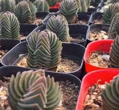 RedCrocus Crassula Pagoda Buddha's Temple Succulent Plant — Easy Care, Indoor & Outdoor, Pet-Friendly, Drought-Tolerant, Bright Sun, Well-Draining Soil  4" Terracotta Pot (Pack of 2)