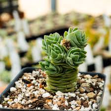 RedCrocus Crassula Pagoda Buddha's Temple Succulent Plant — Easy Care, Indoor & Outdoor, Pet-Friendly, Drought-Tolerant, Bright Sun, Well-Draining Soil  4" Terracotta Pot (Pack of 2)