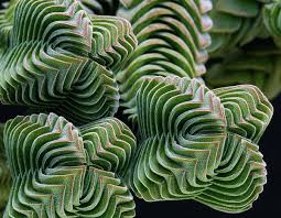 RedCrocus Crassula Pagoda Buddha's Temple Succulent Plant — Easy Care, Indoor & Outdoor, Pet-Friendly, Drought-Tolerant, Bright Sun, Well-Draining Soil  4" Terracotta Pot (Pack of 2)