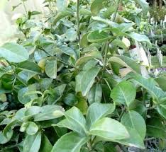 RedCrocus Euonymus 'Wolong Ghost' Live Plant – Evergreen Cascading Groundcover, Shade Tolerant, Deer Resistant, Silvery Veining, Pots, Edging, Zones 5–9  1 Gallon Nursery Pot