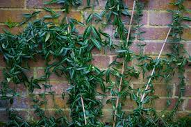 RedCrocus Euonymus 'Wolong Ghost' Live Plant – Evergreen Cascading Groundcover, Shade Tolerant, Deer Resistant, Silvery Veining, Pots, Edging, Zones 5–9  1 Gallon Nursery Pot