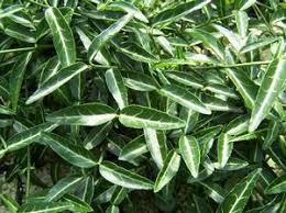 RedCrocus Euonymus 'Wolong Ghost' Live Plant – Evergreen Cascading Groundcover, Shade Tolerant, Deer Resistant, Silvery Veining, Pots, Edging, Zones 5–9  1 Gallon Nursery Pot