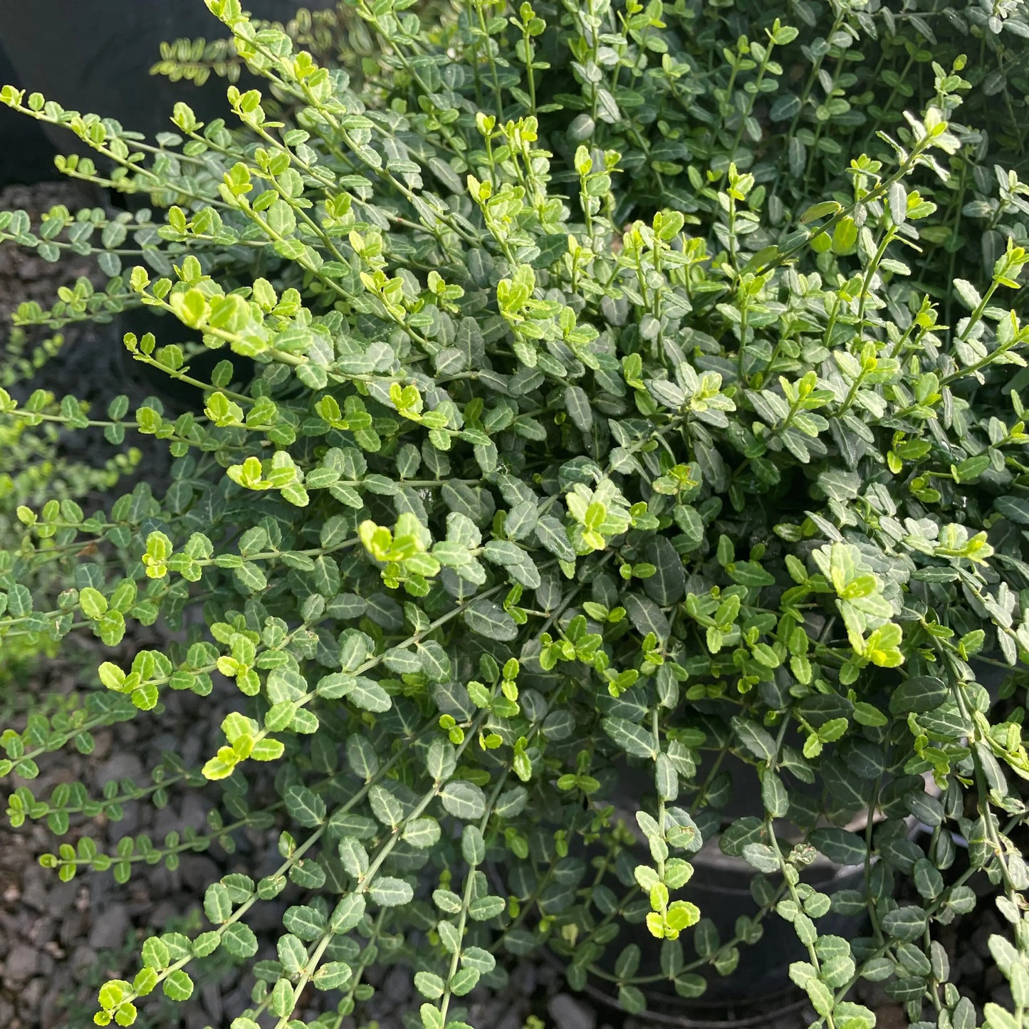 RedCrocus Euonymus 'Wolong Ghost' Live Plant – Evergreen Cascading Groundcover, Shade Tolerant, Deer Resistant, Silvery Veining, Pots, Edging, Zones 5–9  1 Gallon Nursery Pot