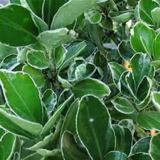 RedCrocus Euonymus 'Wolong Ghost' Live Plant – Evergreen Cascading Groundcover, Shade Tolerant, Deer Resistant, Silvery Veining, Pots, Edging, Zones 5–9  1 Gallon Nursery Pot