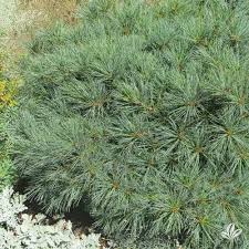 RedCrocus Blue Shag Eastern White Pine (Pinus strobus) – Compact Blue‑Green Needled Evergreen Conifer, Live Plant for Landscape or Containers  1 Gallon Nursery Pot