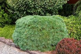 RedCrocus Blue Shag Eastern White Pine (Pinus strobus) – Compact Blue‑Green Needled Evergreen Conifer, Live Plant for Landscape or Containers  1 Gallon Nursery Pot