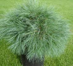 RedCrocus Blue Shag Eastern White Pine (Pinus strobus) – Compact Blue‑Green Needled Evergreen Conifer, Live Plant for Landscape or Containers  1 Gallon Nursery Pot