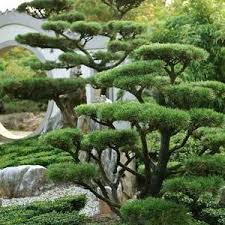 RedCrocus Blue Shag Eastern White Pine (Pinus strobus) – Compact Blue‑Green Needled Evergreen Conifer, Live Plant for Landscape or Containers  1 Gallon Nursery Pot