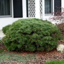 RedCrocus Blue Shag Eastern White Pine (Pinus strobus) – Compact Blue‑Green Needled Evergreen Conifer, Live Plant for Landscape or Containers  1 Gallon Nursery Pot