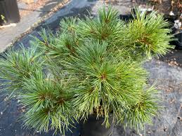 RedCrocus Blue Shag Eastern White Pine (Pinus strobus) – Compact Blue‑Green Needled Evergreen Conifer, Live Plant for Landscape or Containers  1 Gallon Nursery Pot