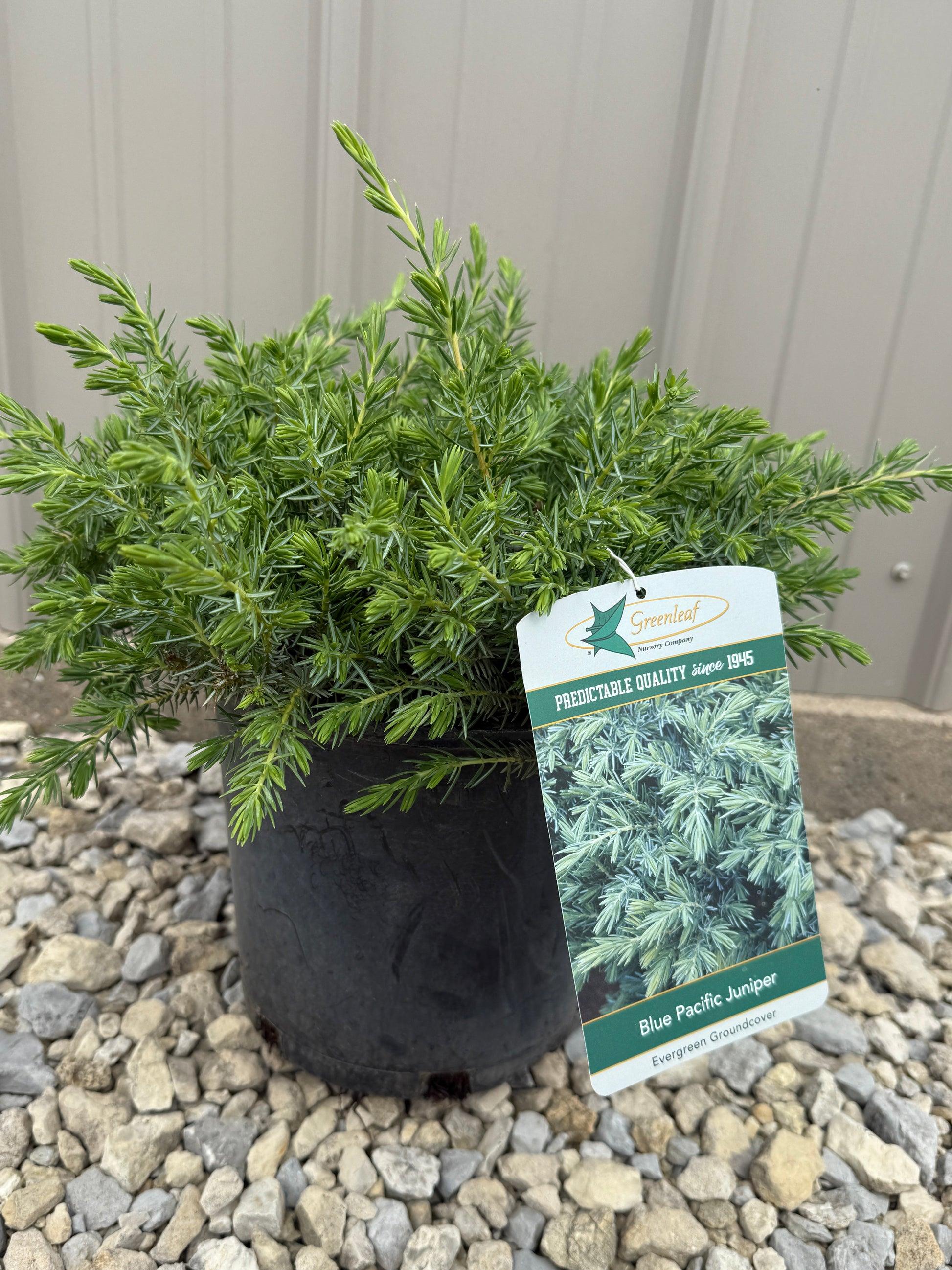 Juniperus Blue Pacific Sold Out - View 10 from www redcrocus com