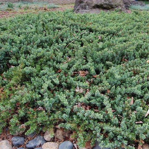 Juniperus Blue Pacific Sold Out - View 12 from www redcrocus com