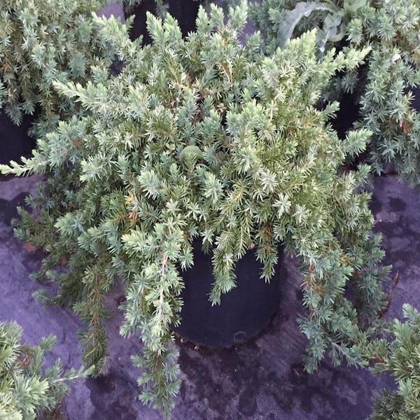 Juniperus Blue Pacific Sold Out - View 14 from www redcrocus com