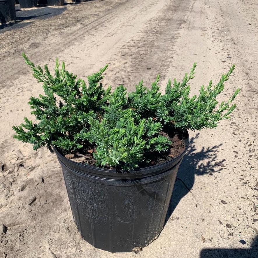 Juniperus Blue Pacific Sold Out - View 15 from www redcrocus com