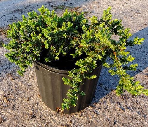 Juniperus Blue Pacific Sold Out - View 20 from www redcrocus com