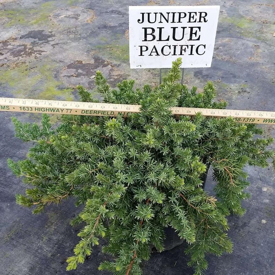 Juniperus Blue Pacific Sold Out - View 21 from www redcrocus com