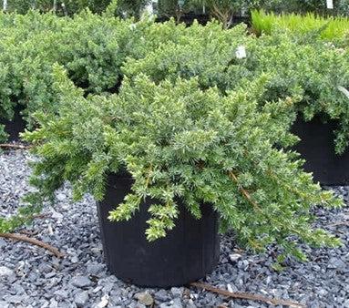 Juniperus Blue Pacific Sold Out - View 22 from www redcrocus com