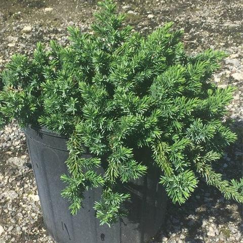 Juniperus Blue Pacific Sold Out - View 23 from www redcrocus com