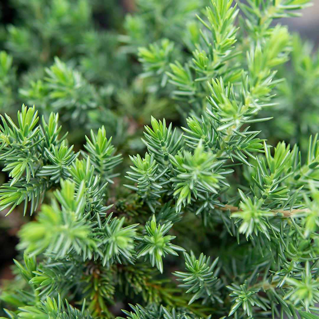 Juniperus Blue Pacific Sold Out - View 24 from www redcrocus com