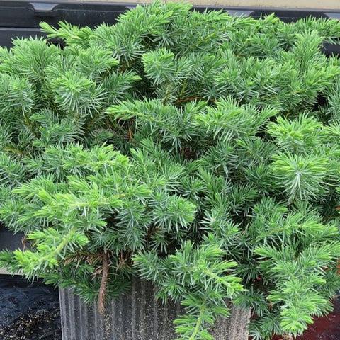 Juniperus Blue Pacific Sold Out - View 26 from www redcrocus com