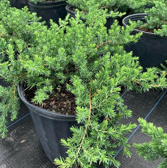 Juniperus Blue Pacific Sold Out - View 27 from www redcrocus com